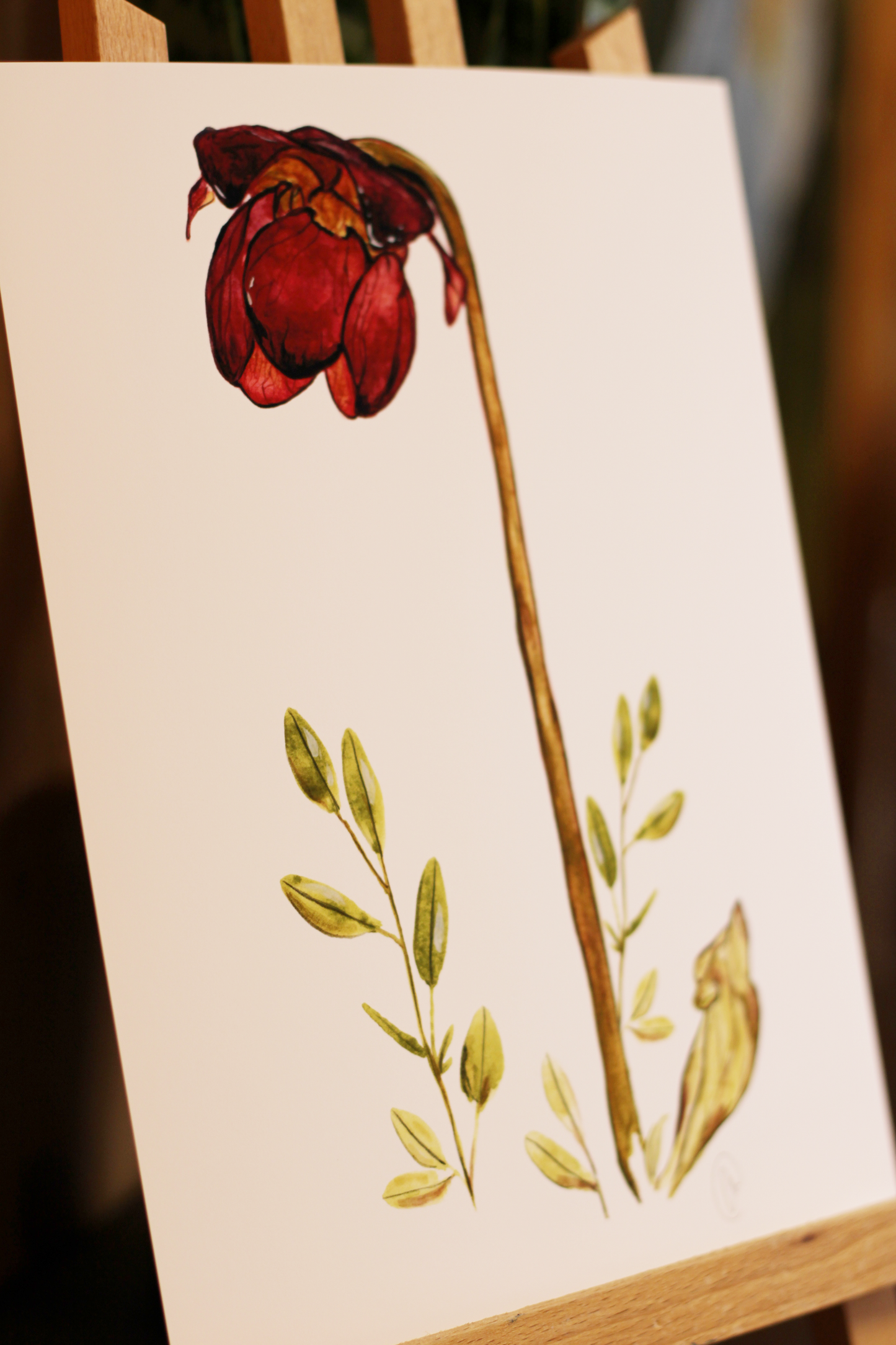 Pitcher Plant - Watercolour Print